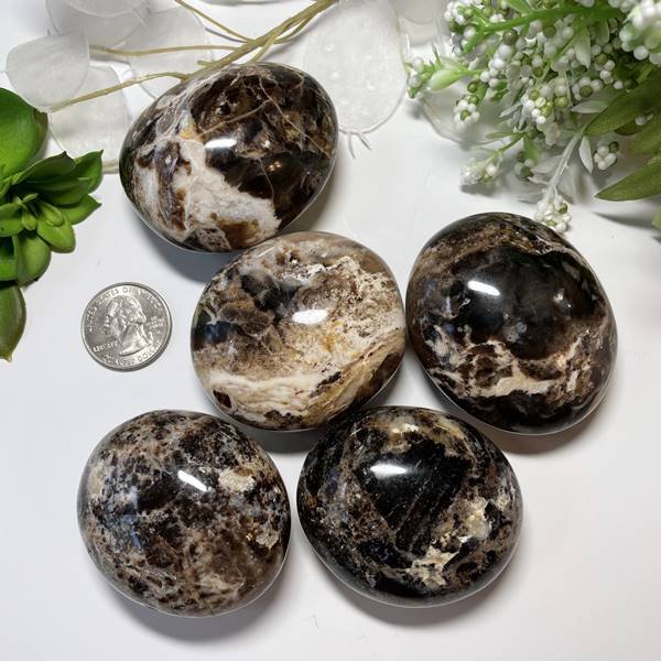 Fossilized Palm Root Palm Stone