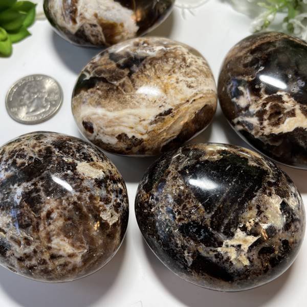 Fossilized Palm Root Palm Stone