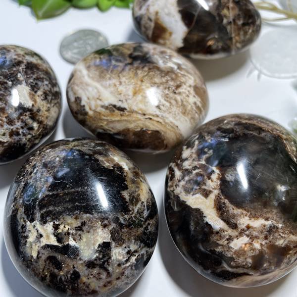 Fossilized Palm Root Palm Stone